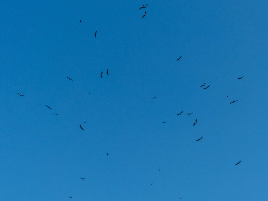 Vultures